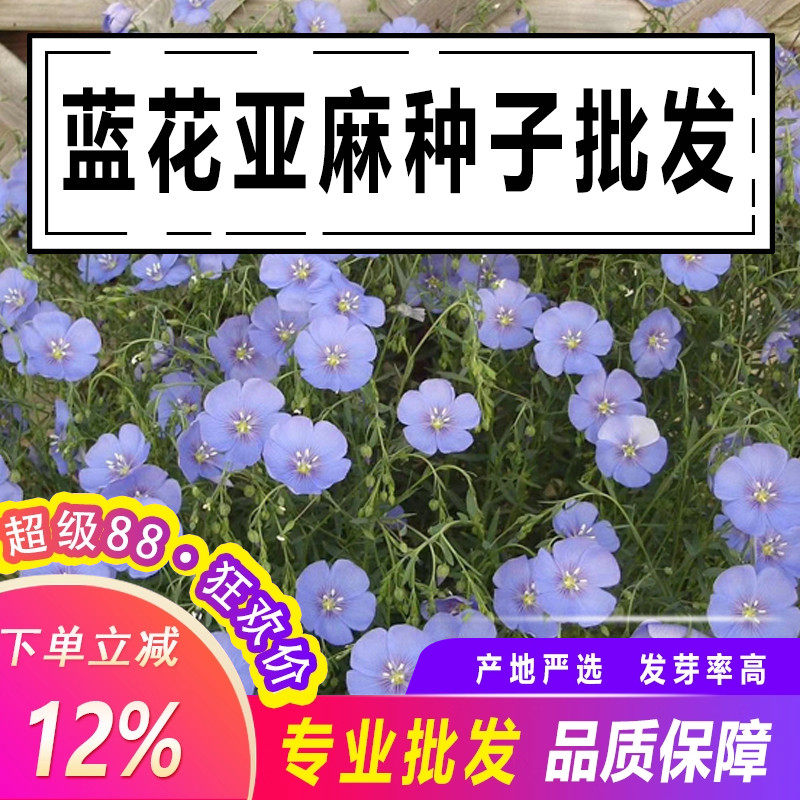 蓝花亚麻花种子四季易种阳台庭院室内外垂吊花卉盆栽植物吊兰花籽