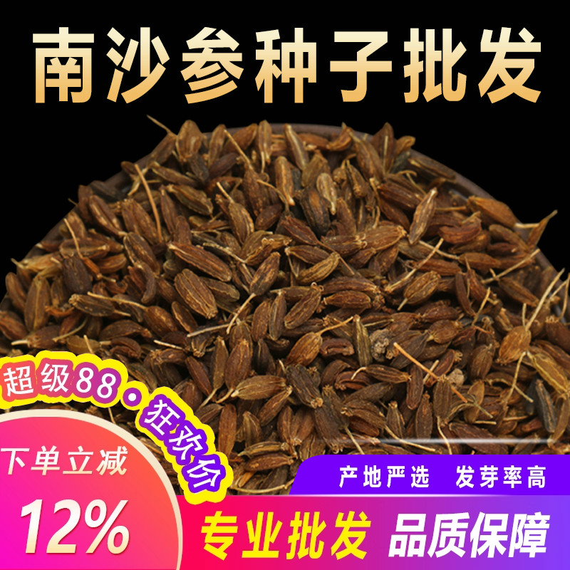 南沙参种子纯新优质南北沙参种籽中药材种苗珊瑚菜北沙参冬季秋季