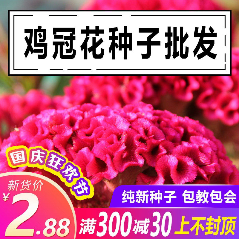鸡冠花花籽春播白色扇状花卉种孑庭院室外耐旱易活盆栽鸡冠花种子