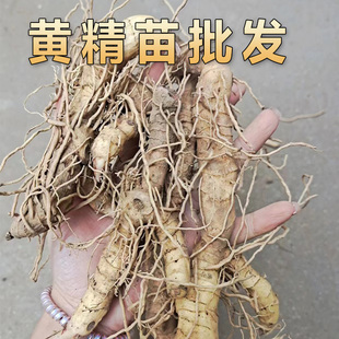 黄精苗现挖天然鸡头黄精种苗药材全国可种植百草园中草药种植苗