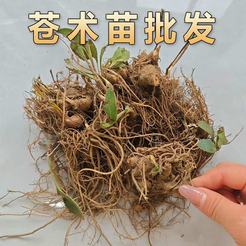 苍术苗新鲜苍术中药材种植苗现挖庭院苍术盆栽中草药苗基地研学