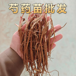 【闪电发货】白芍种苗药材芍药种子四季种植简单易种赤芍苗牡丹苗