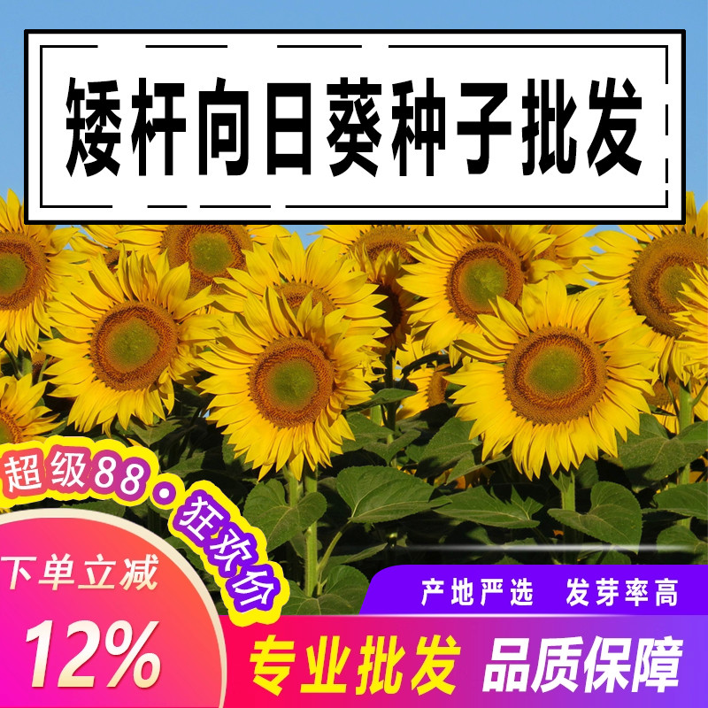 向日葵种子观赏食用切花向日葵花种籽葵花籽油葵矮秆室内外盆栽孑