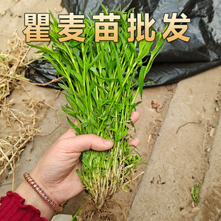 瞿麦苗中草药新鲜瞿麦根苗多石竹种苗阳台庭院盆栽种植简单易活