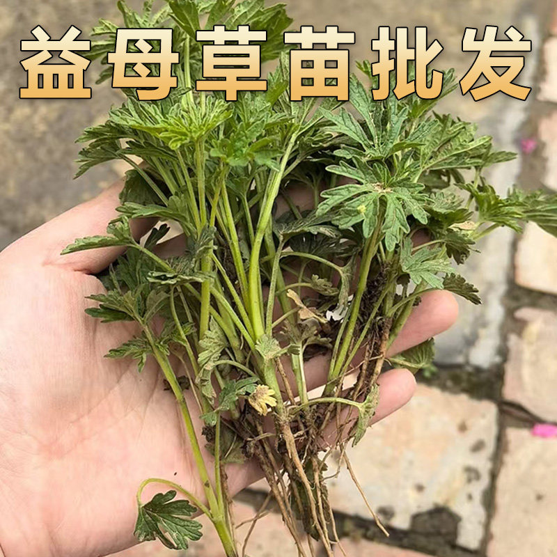 益母草苗新鲜活苗红花益母草粉花女性友好中草药苗月子草云母草