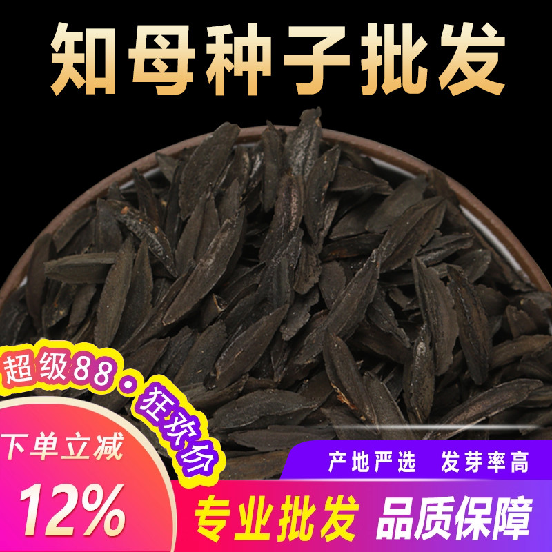 毛知母种子2024新地参子籽种中草药材植物知母种孑春季四季种植