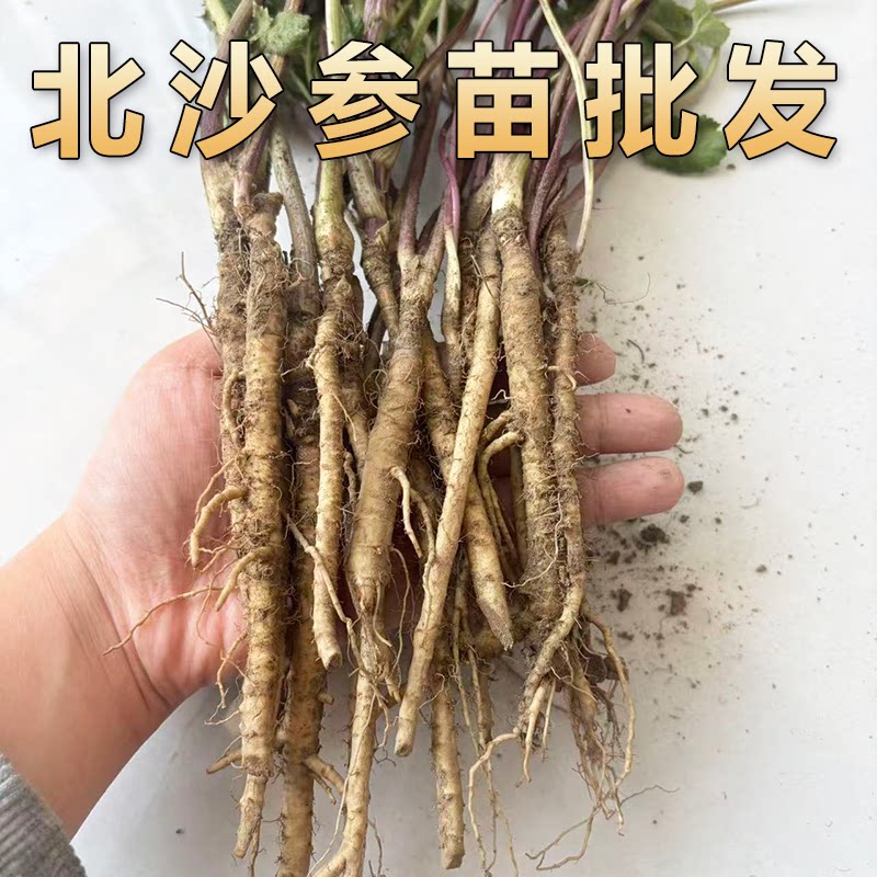【新鲜现挖】沙参苗中草药北沙参种苗可食用多年生草本耐寒药材苗