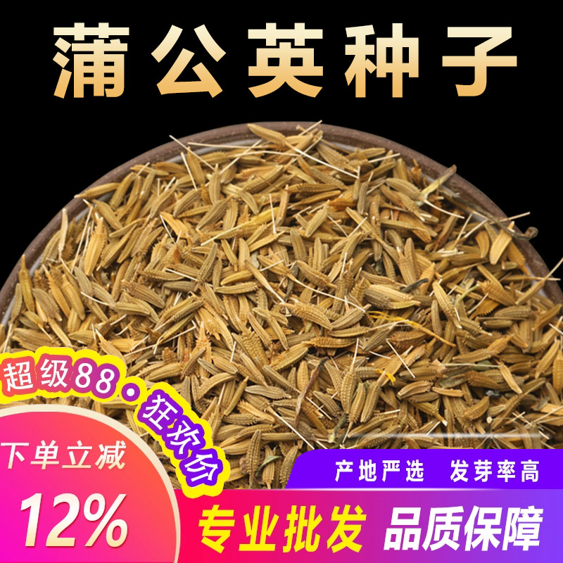 蒲公英种子新蒲公英的籽种春季四季阳台种植蔬菜种孑婆婆丁籽
