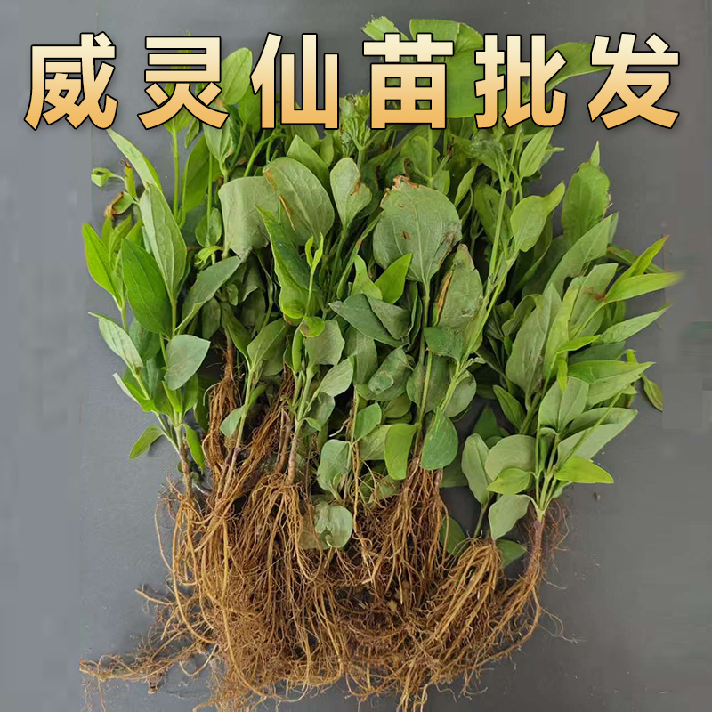 威灵仙苗东北铁线莲山辣椒秧多年生基地直发另有白鲜皮刺五加黄连