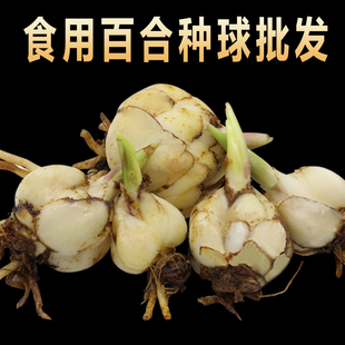 现挖百合种球食用甜百合种子甘肃兰州四季可种食用蔬菜种子包邮