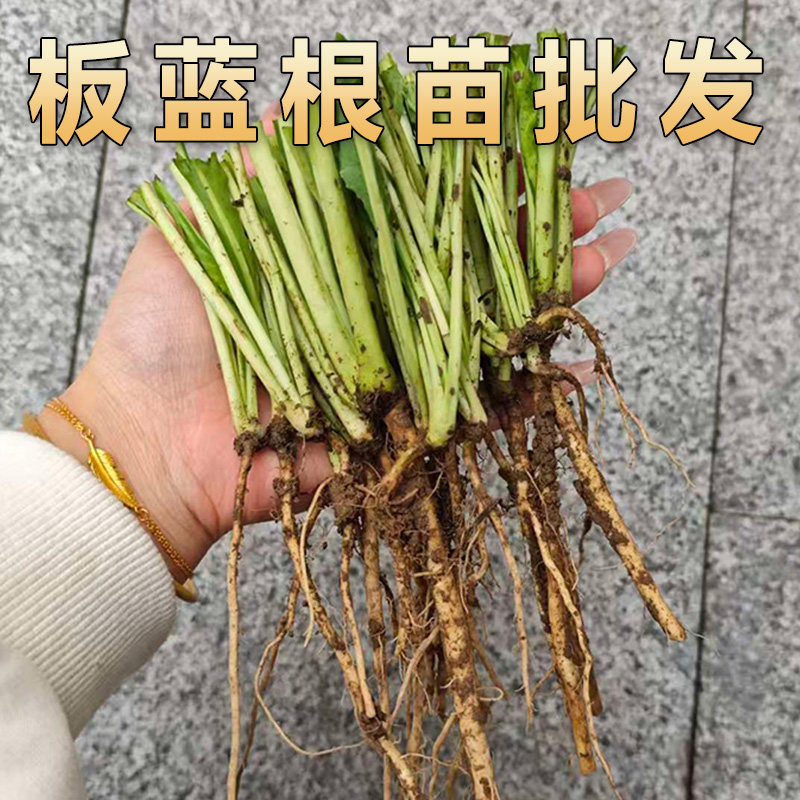 中草药板蓝根根苗菘蓝苗盆栽庭院家庭园艺种子