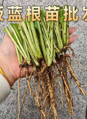 中草药板蓝根根苗菘蓝苗盆栽庭院种植苗另有黄芪苗威灵仙苗艾草苗