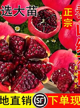 红心无籽石榴南北方种植当年结果