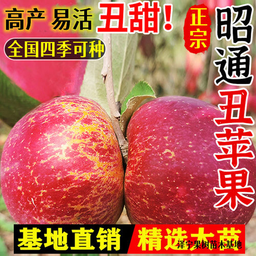 正宗云南邵通冰糖心红富士丑苹果树苗梨树葡萄李子南北方当年结果