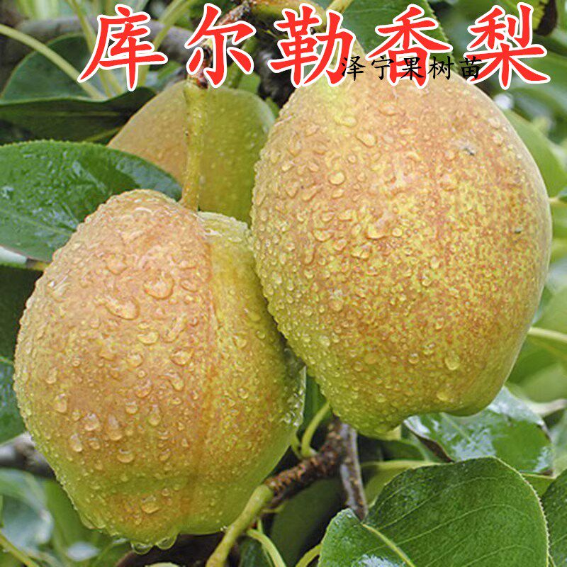 库尔勒香梨苗当年结果南北方种植