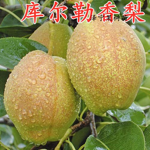 库尔勒香梨苗当年结果南北方种植