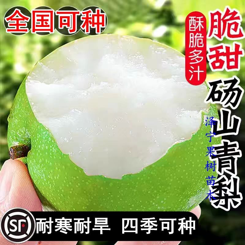 砀山青梨树果苗南北方庭院地栽种
