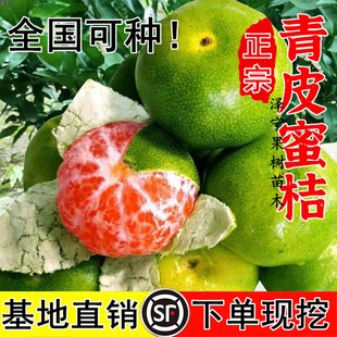 新品种青皮蜜桔苗 日南一号桔苗早熟青柑橘苗 嫁接无核蜜桔子树苗
