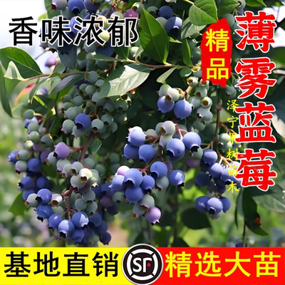 薄雾蓝莓苗南北方地栽种植蓝莓树果苗阳台盆栽四季组培苗当年结果