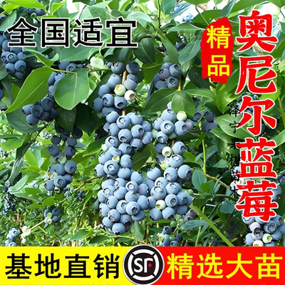 奥尼尔蓝莓苗 全国适宜 香味浓郁的南高丛蓝莓庭院盆栽地栽果树苗