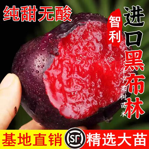 李子树苗新品种嫁接早熟黑布林李子树苗南北方种植盆栽地栽果树苗