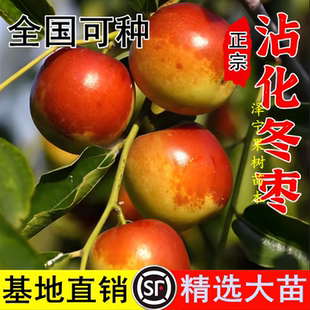 枣树苗嫁接沾化二代冬枣树苗 当年结果沾化大冬枣苗南方北方种植