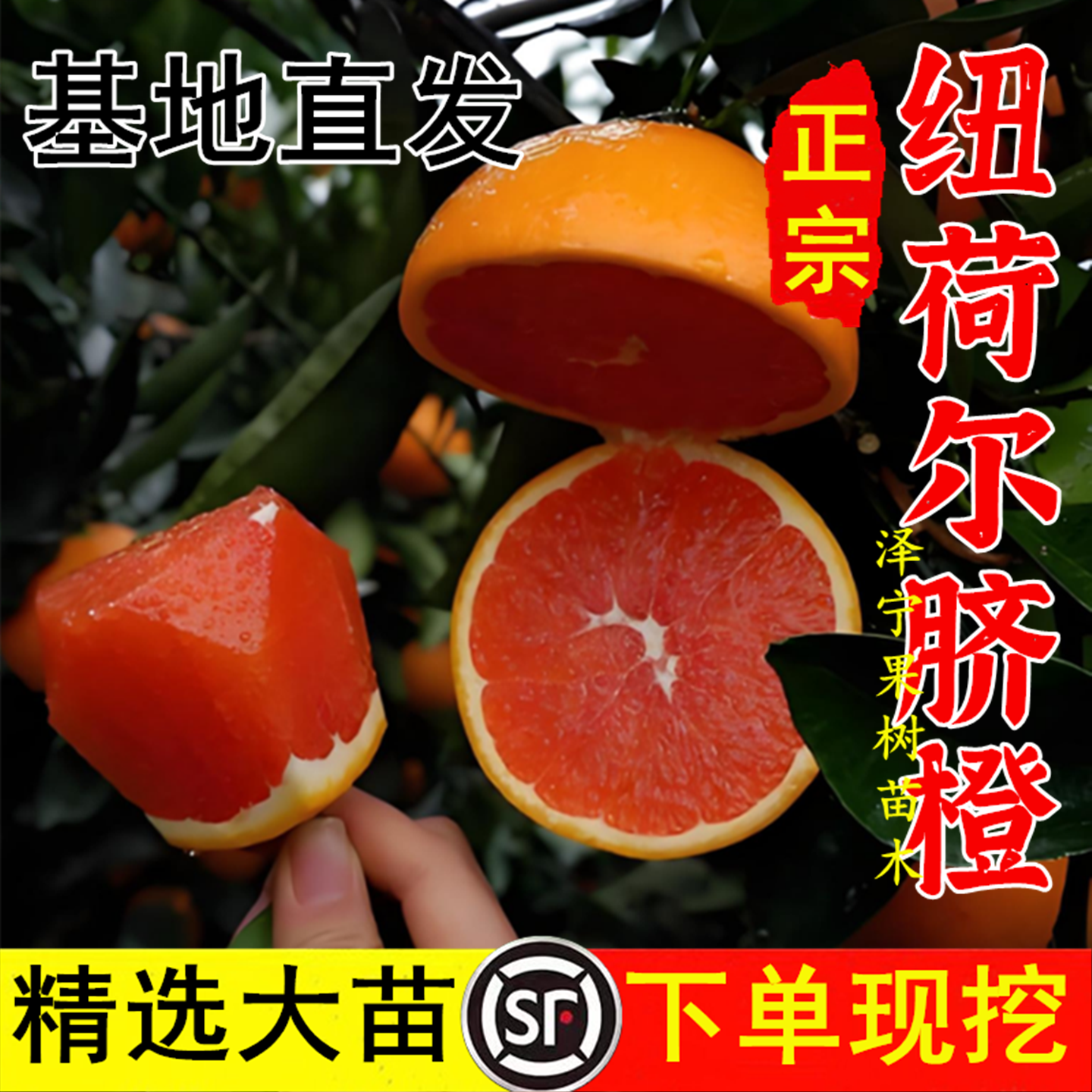正宗赣南脐橙苗当年结果红心纽荷尔脐橙树苗南北方种植桔橘子果苗