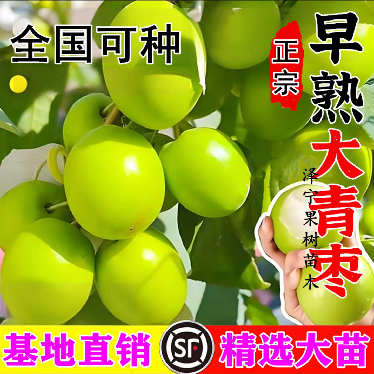 青枣树活苗盆栽地栽南北方种植当年结果嫁接九月青枣子树苗