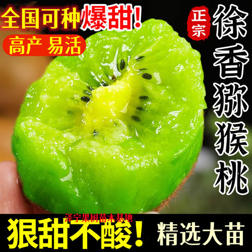 徐香绿心猕猴桃树苗南北方种植