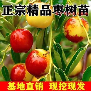 枣树活苗特大冬枣嫁接特大南北方种植庭院盆栽地栽沾化蟠枣树果苗