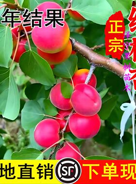 宁夏彭阳红梅杏树苗嫁接梅杏苗庭院特大高产杏子果苗南方北方种植