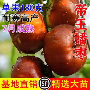 枣树活苗南北方种植庭院盆栽地栽嫁接特大冰糖蟠枣树果苗当年结果