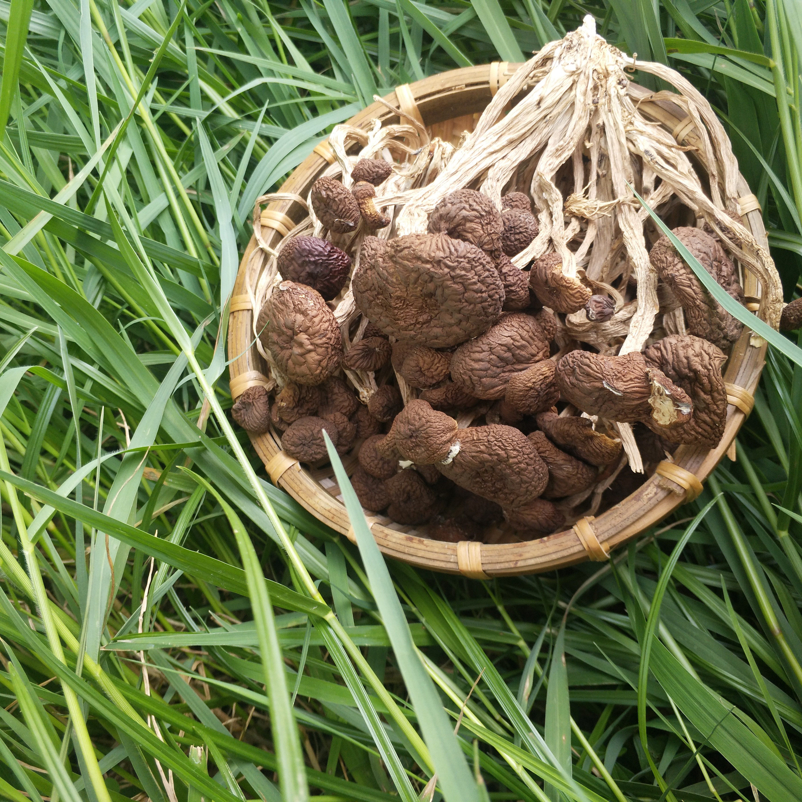 福建不开伞茶树菇500g香菇类菌菇茶薪菇干货农家特产无硫包邮新货