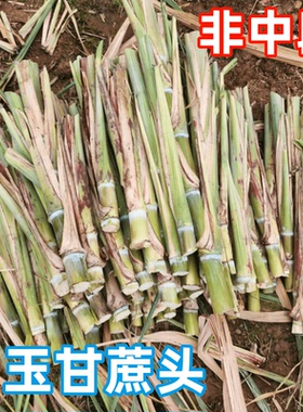 广西正宗木格白玉甘蔗尾巴带牙发货玻璃脆顶部非中段非泥土端