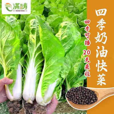 四季奶油快菜种子25天速生小白菜籽白菜种籽苗春秋冬蔬菜大全种孑