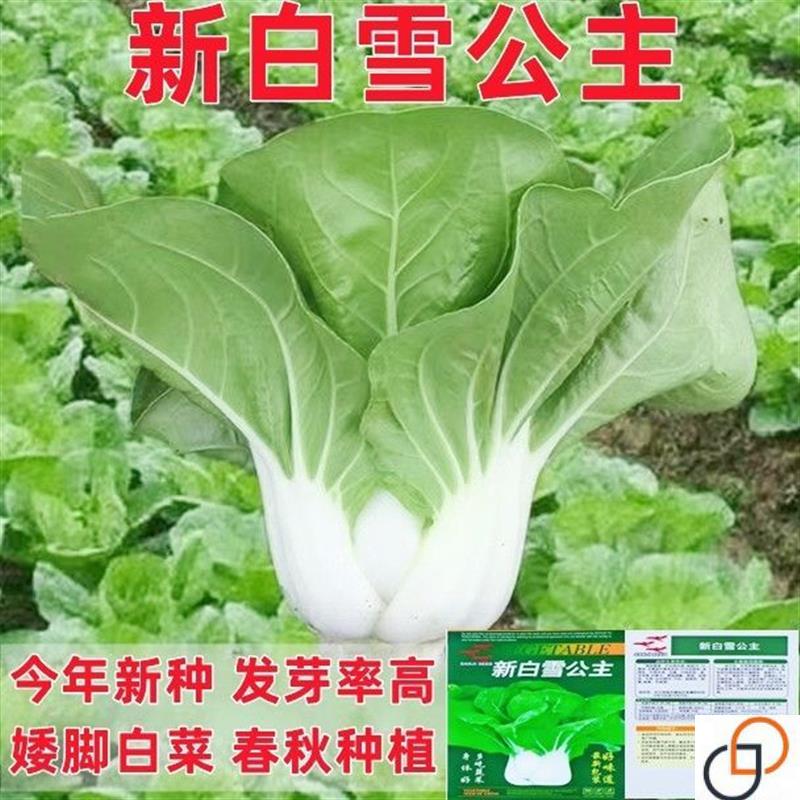 新白雪矮脚白快青菜种籽奶油小白菜鸡毛菜耐热四季盆栽春季夏秋冬