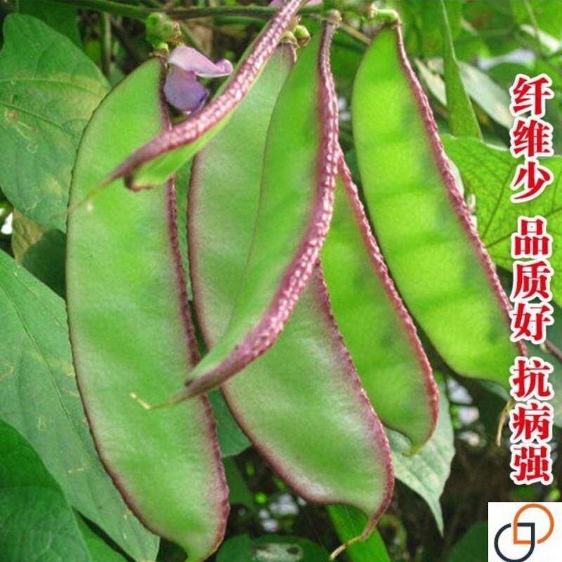 紫边大扁豆种子 高产优质紫眉豆 红扁豆种地栽盆栽四季播蔬菜种子