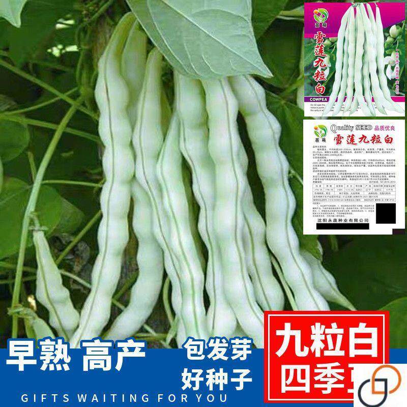 九粒白芸豆种子老来少豆角四季豆白不老云豆高产春秋蔬菜种籽
