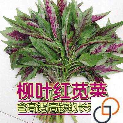 柳叶一点红红苋菜种籽种孑野菜青菜种子四季春夏季秋冬季蔬菜盆栽