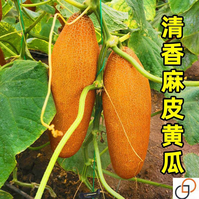 麻皮黄瓜种子东北老黄瓜秋凉菜黄瓜种籽耐热春秋四季高产蔬菜种孑