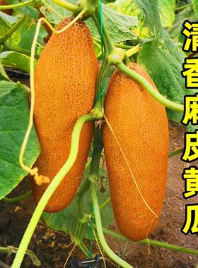 麻皮黄瓜种子东北老黄瓜秋凉菜黄瓜种籽耐热春秋四季高产蔬菜种孑