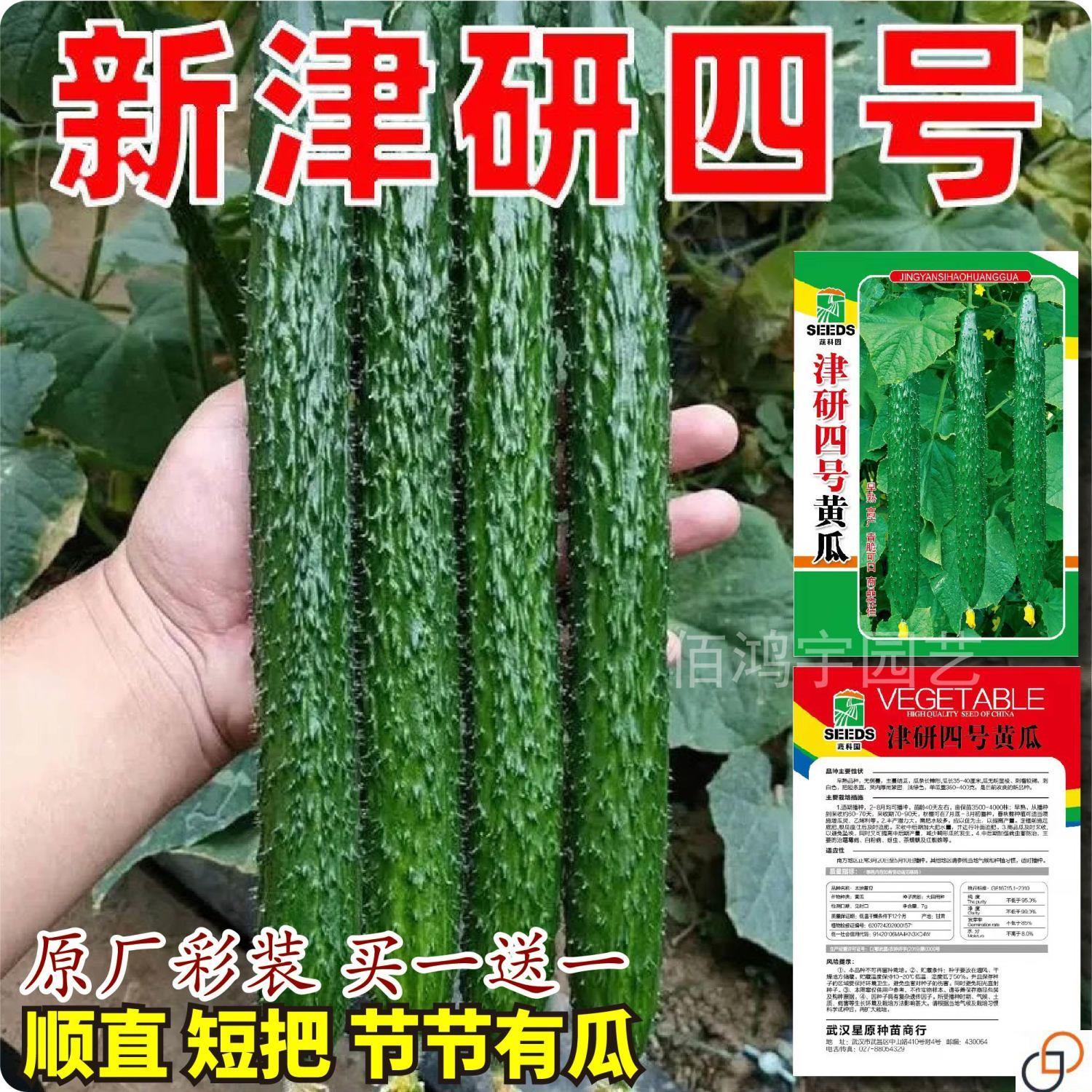 新津研四号黄瓜种子青皮绿肉高产早熟刺黄瓜盆栽菜园种植蔬菜种子