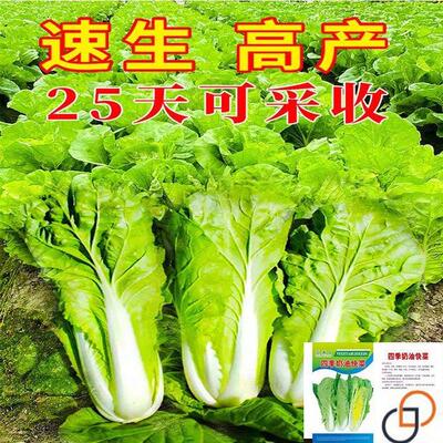 25天快菜种子奶油小白菜籽四季播春夏秋冬种早熟白菜蔬菜种子阳台
