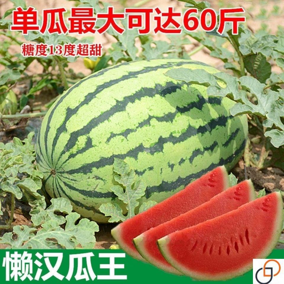 原厂巨型懒汉瓜王麒麟甜王四季播水果早熟脆甜多汁大西瓜种子