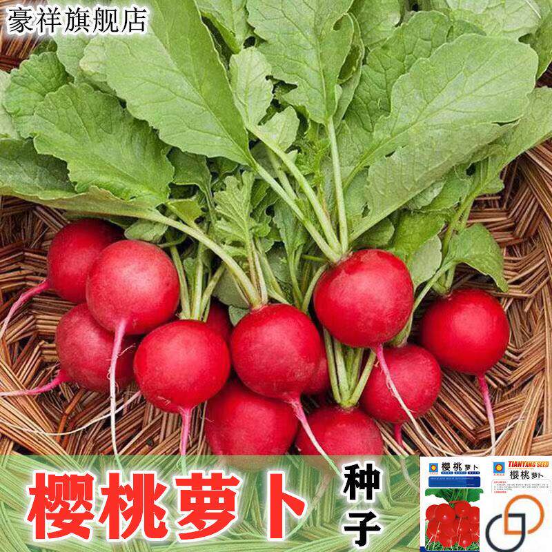四季樱桃水萝卜种子高产红萝卜室外庭院阳台种植种子红皮萝卜种子