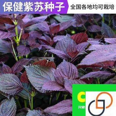 紫苏子种籽盆栽进口大叶紫苏种家庭阳台蔬菜种籽孑四季食用种植苗