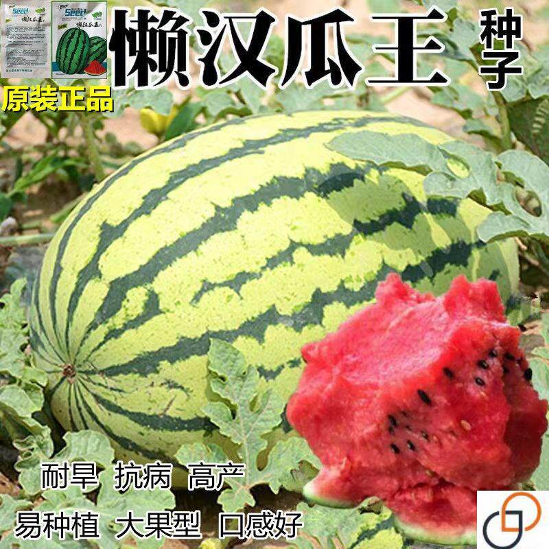 超大懒汉王西瓜种子简单易种农家菜园高产早熟薄皮超甜水果西瓜籽