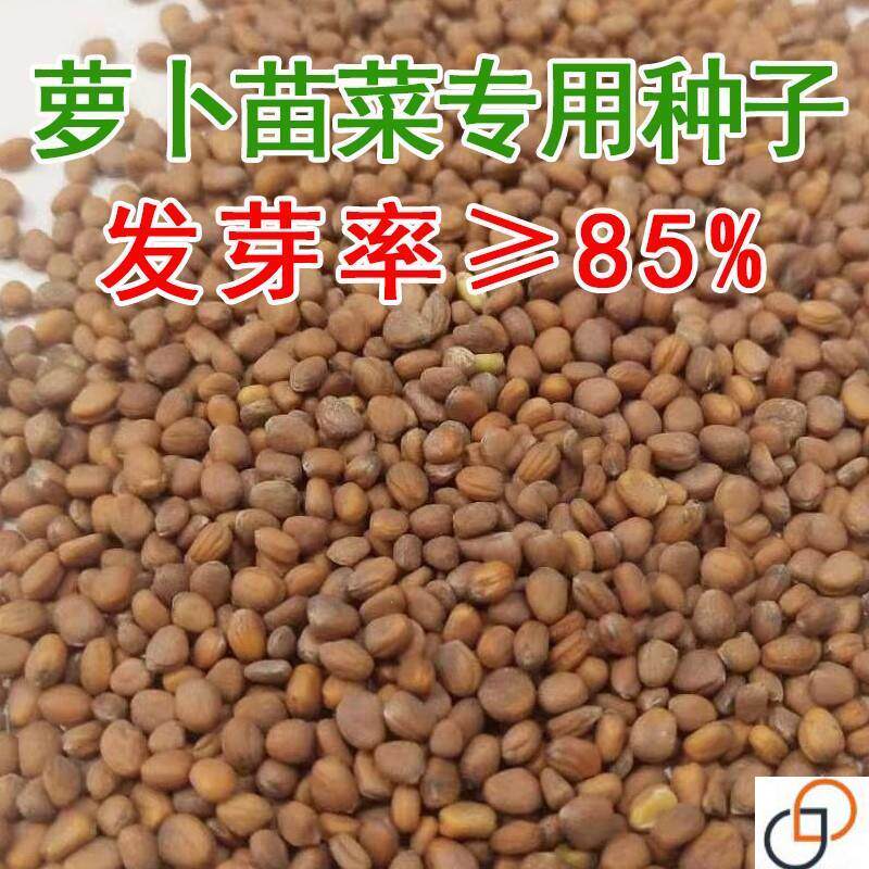 萝卜菜种子四季可种萝卜苗专用种籽七天速生可吃阳台小青菜蔬菜种