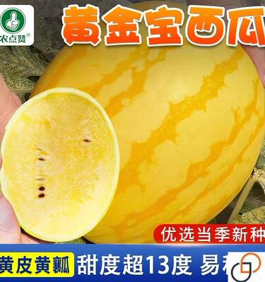 黄皮黄壤西瓜种子春季夏秋季四季盆栽超甜黄肉礼品小型西瓜种籽孑