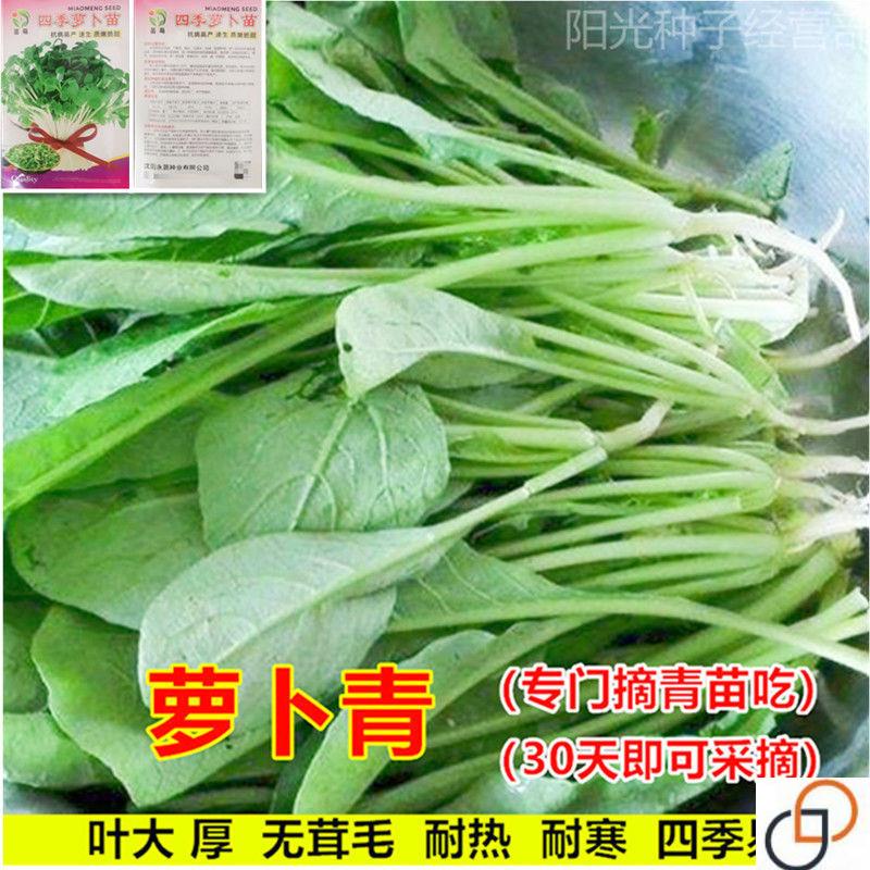 萝卜苗种子专吃萝卜青苗种籽芽苗菜四季青菜籽阳台盆栽蔬菜种孑籽